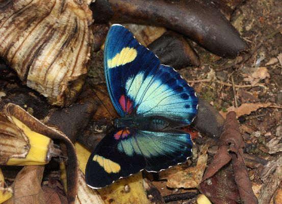 Euphaedra permixtum diva female UPS